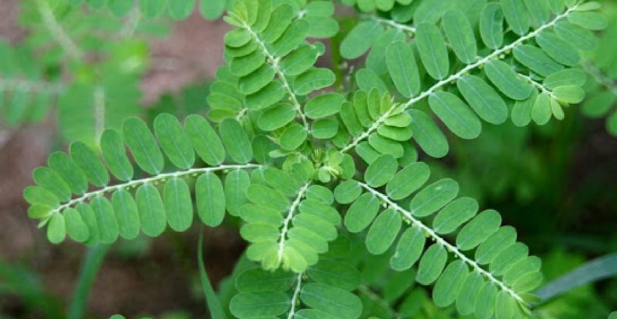 7 Manfaat Daun Meniran