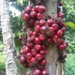 Peneliti BRIN dan ITB Bedah Perbedaan Buah Ruruhi dan Gowok